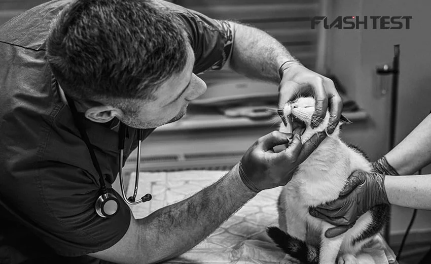 pcr blood test for cats