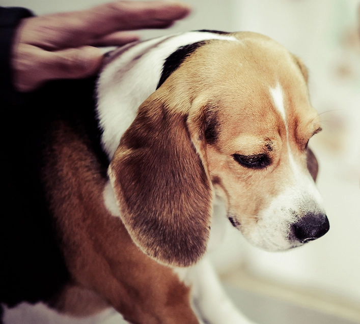 Role of Canine PCR Test Kits in Viral Infection Diagnosis