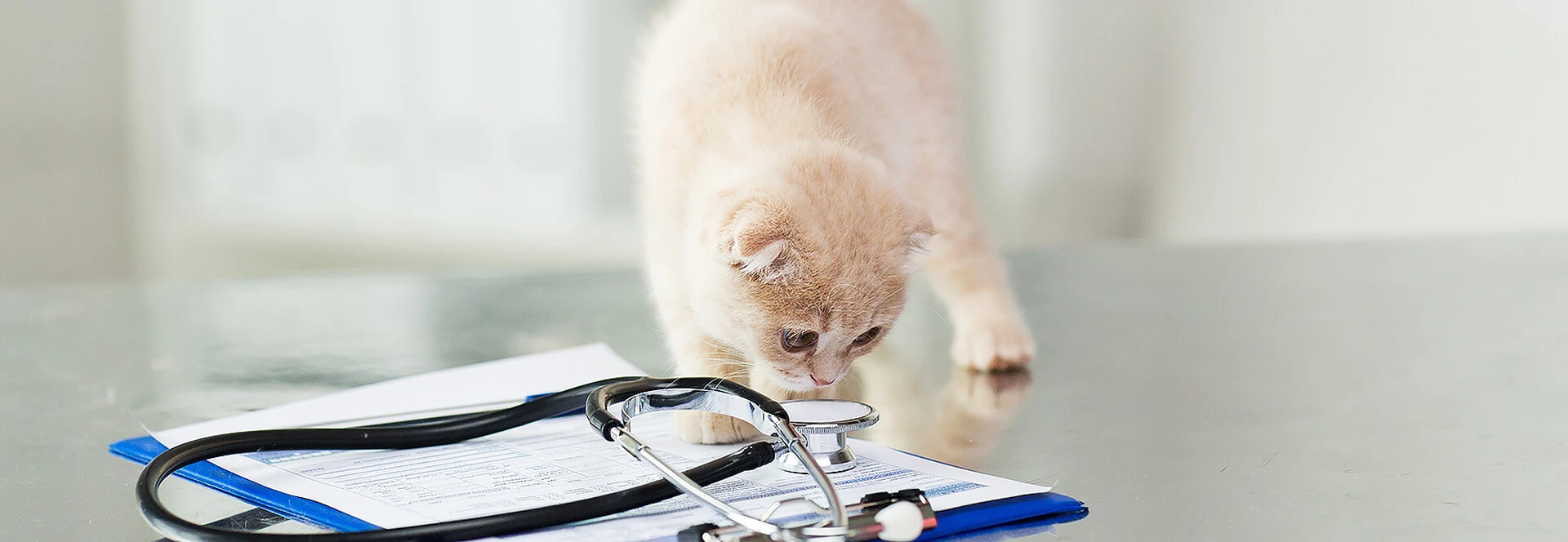 Feline FIA Test Kits