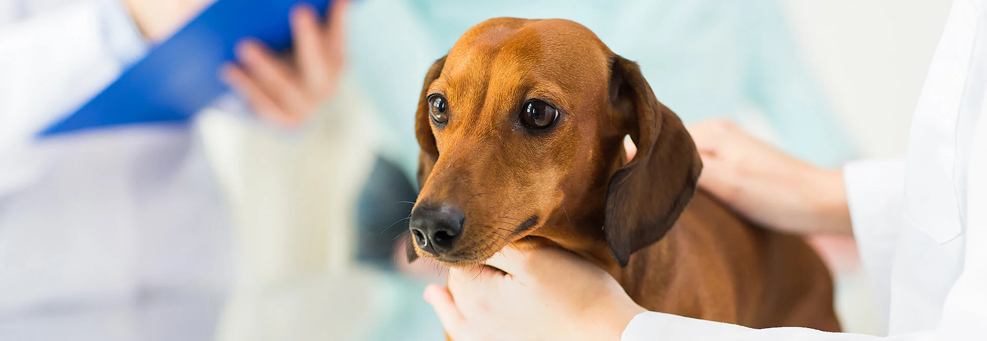 Canine FIA Test Kits