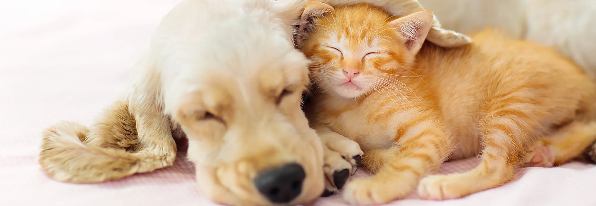 Rapid Test Kits For Pets