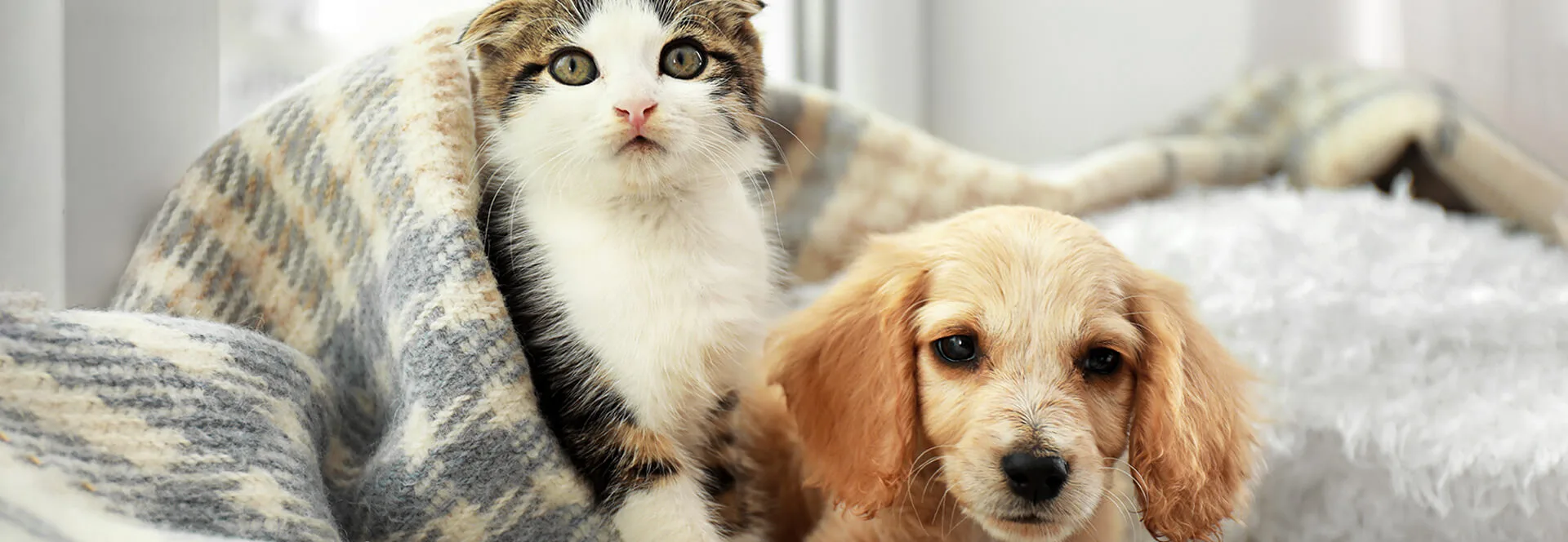 Cross Species Rapid Test Kits