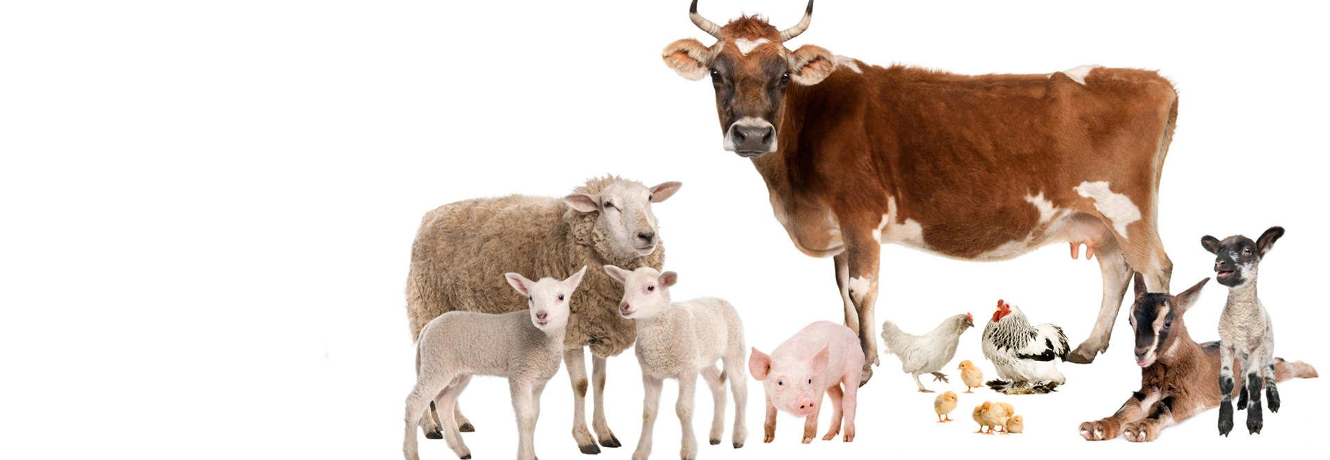 PCR Test Kits for Economic Animal