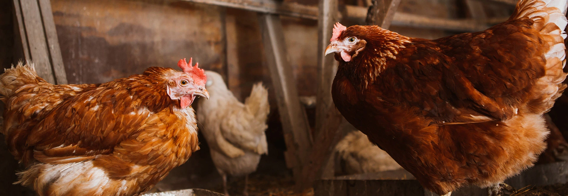 Avian Rapid Test kit