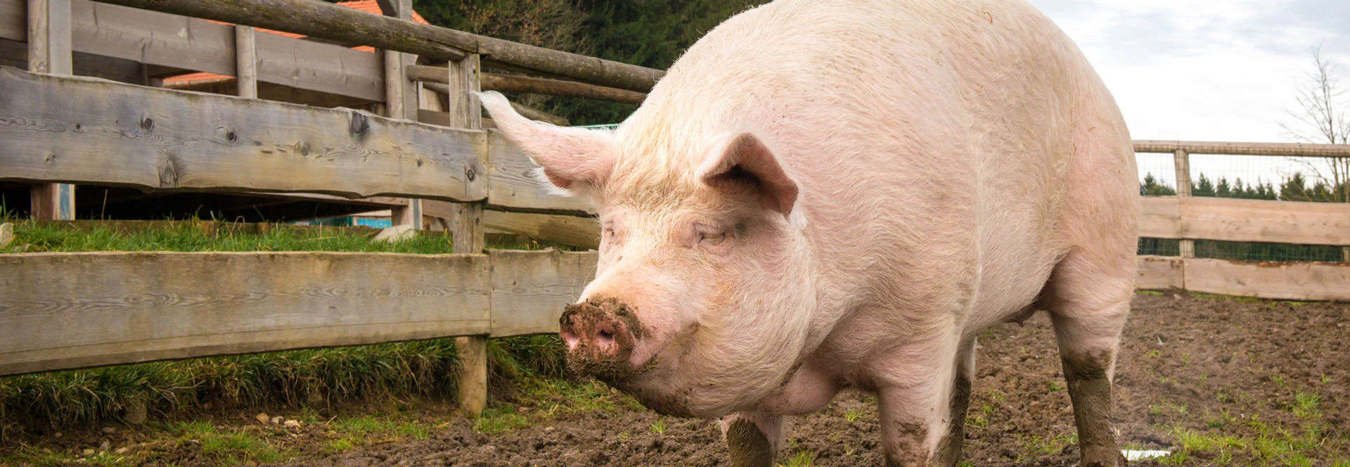 FIA Test Kits for Economic Animal