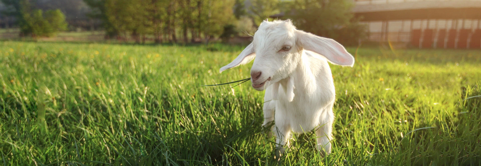 Small Ruminant PCR Test kit