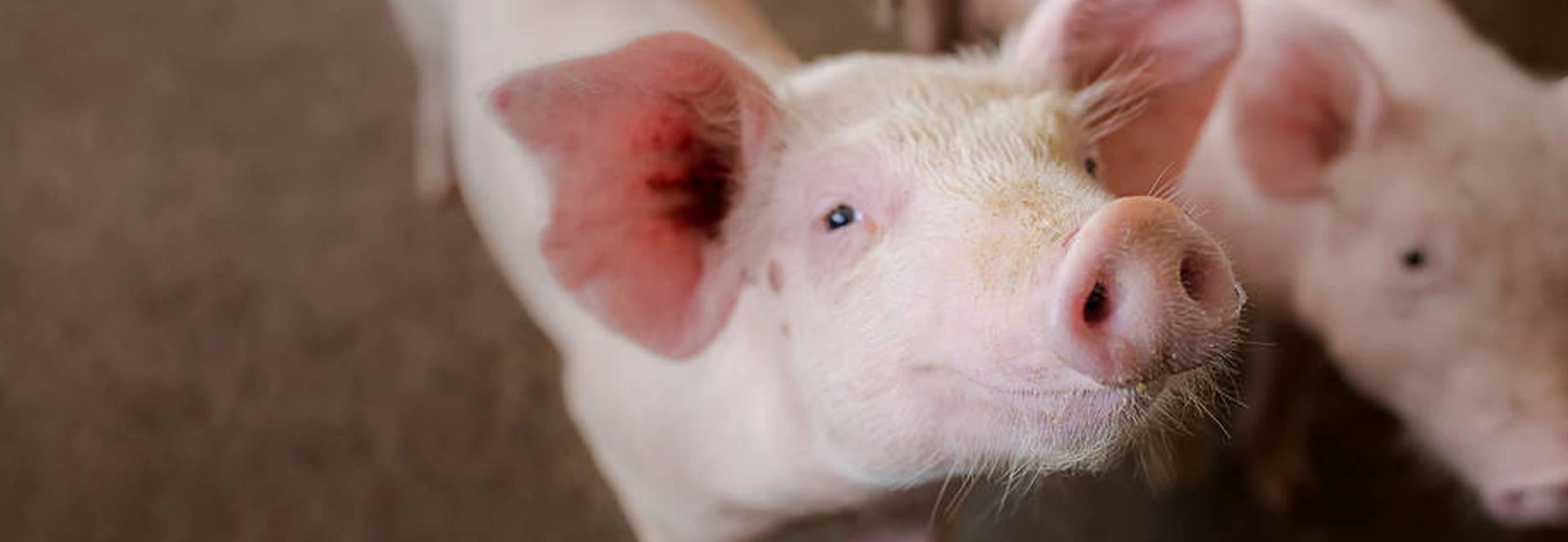 Rapid Test Kits for Economic Animal