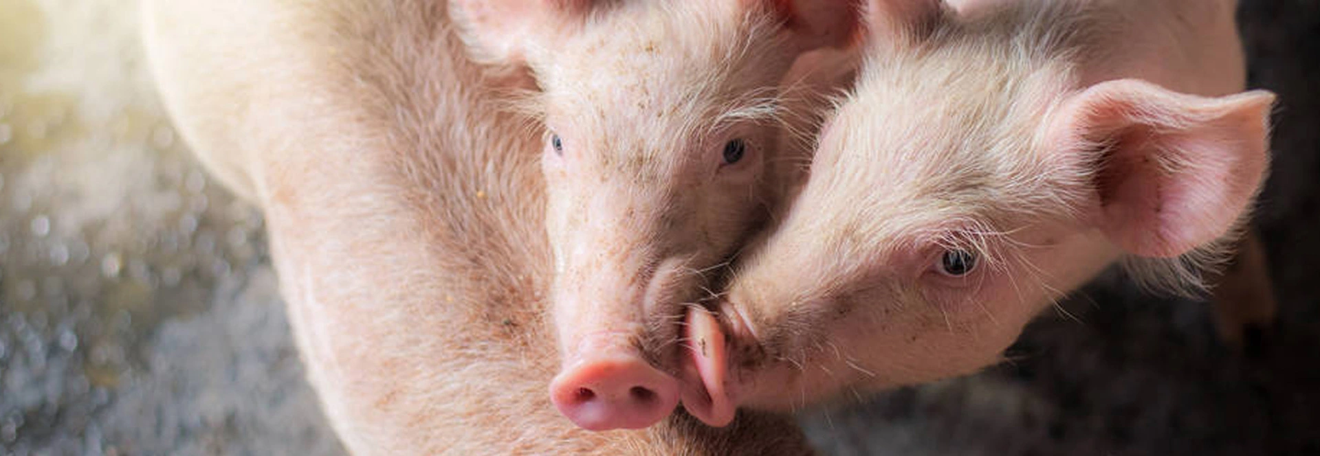 Swine Rapid Test kit