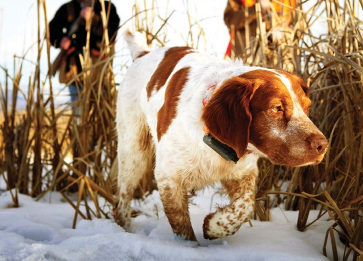 ​Revolutionizing Canine Leptospirosis Detection with PCR